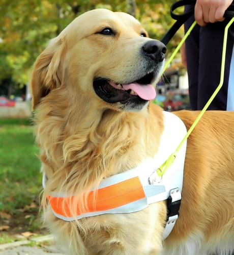 disability_service_dog2 - 1